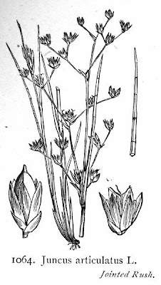 Juncus articulatus,
Giunco nodoso,
jointed rush,
jointleaf rush,
juncus