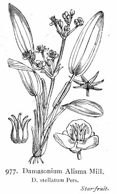 Damasonium stellatum