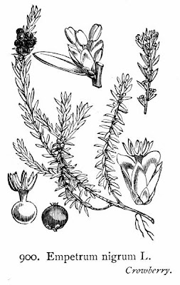Black crowberry Black crowberry