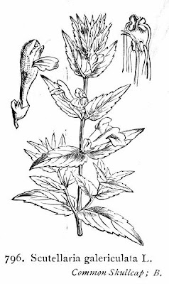 Scutellaria galericulata L.