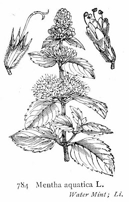 Mentha aquatica L. x. piperita