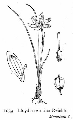 Alpine lily Alpine lily