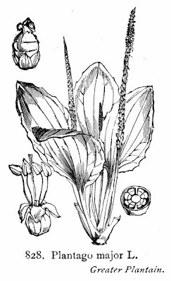 Grand plantain