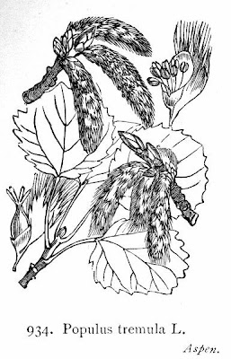 Quaking aspen