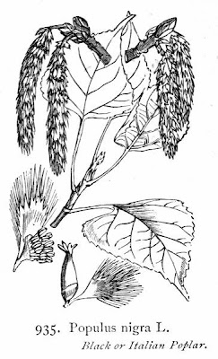 Black cottonwood Black cottonwood