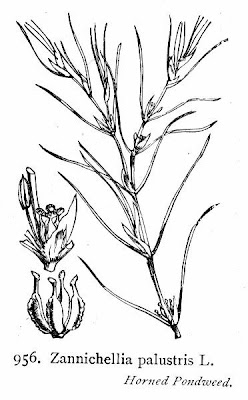 Zannichellia palustris,
horned pondweed,
horned poolmat,
horned-pondweed,
Teichfaden,
Zannichellia,
Zannichellie des marais