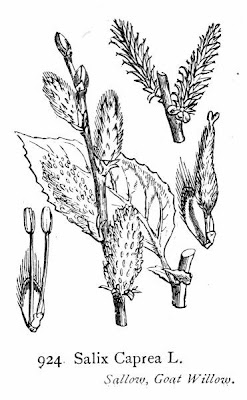 Goat willow Goat willow