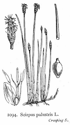 Common spike-rush Common spike-rush