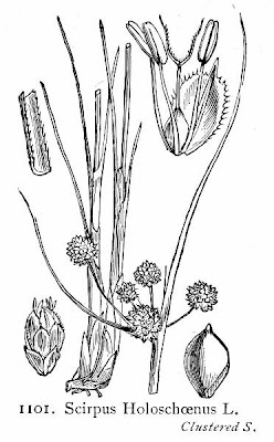 Giunchetto minore