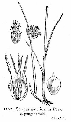 Common threesquare Common threesquare
