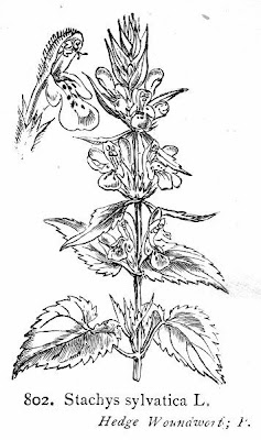 Stachys sylvatica L.