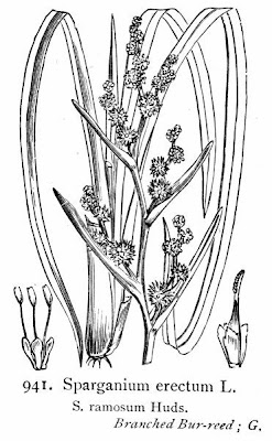 Simple-stem burr-reed Simple-stem burr-reed