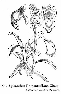 Wyoming Ladies Tresses