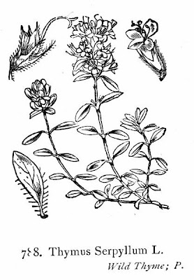 Thymus serpyllum L.
