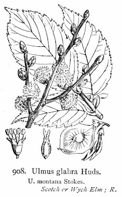 Ulmus glabra,
Bergulme,
European mountain elm,
Olmo di montagna,
orme blanc,
orme de montagne,
Scotch elm,
Scottish elm,
Wei&szlig;r&uuml;ster,
wych elm