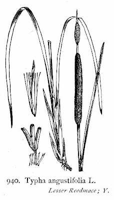 Narrow-leaf cat-tail