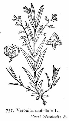 Grassleaf speedwell Grassleaf speedwell
