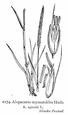 Black grass Black grass