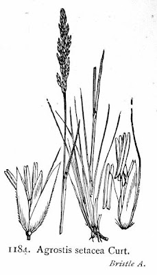 Bristle bent Bristle bent