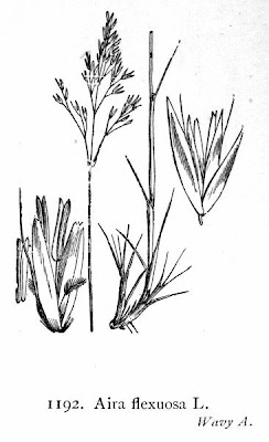 Crinkled hair grass