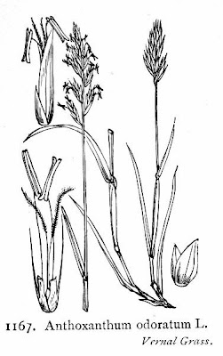 Vernal Grass