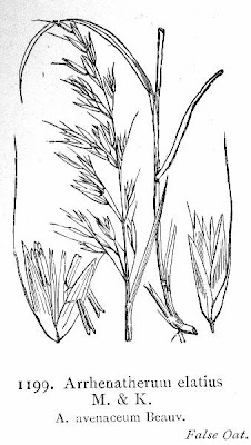 Tall oatgrass