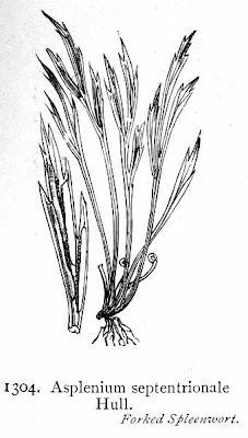 Forked spleenwort Forked spleenwort