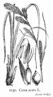 Carex acuta L.