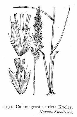 Narrowspike reedgrass