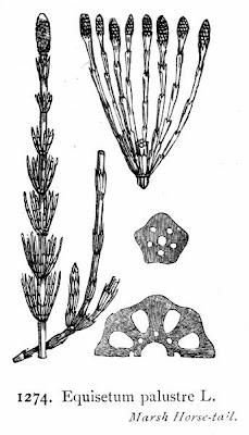 Equisetum palustre L.