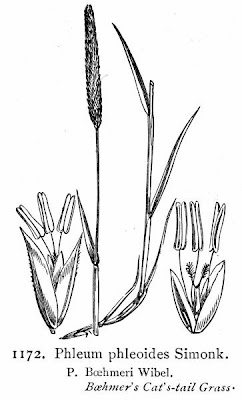 Boehmer's cat's-tail Boehmer's cat's-tail
