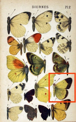 Colias palaeno