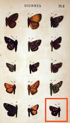 Caclopides paniscus