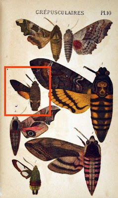 Macroglossa stellatarum