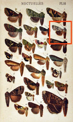 Xylina ornithopus