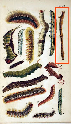 Urapteryx sambucaria