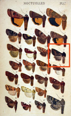 Taeniocampa incerta