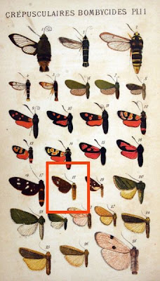 Naclia ancilla