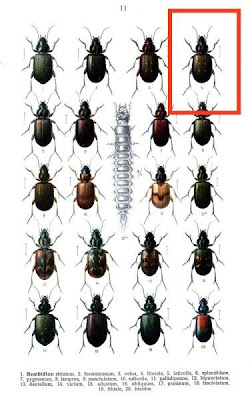 Bembidion litorale