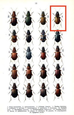 Tachys bistriatus