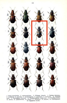 Tachys quadrisignatus