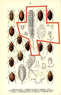 Haliplus fulvus