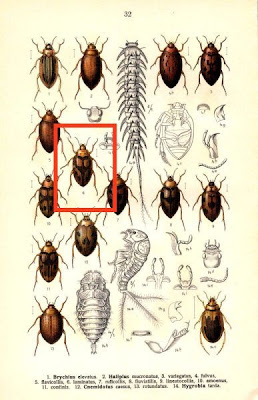 Haliplus laminatus