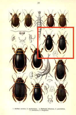 Dytiscus punctulatus