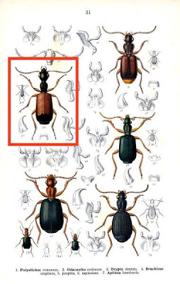 Odocantha melanura