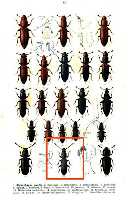 Airaphilus elongatus