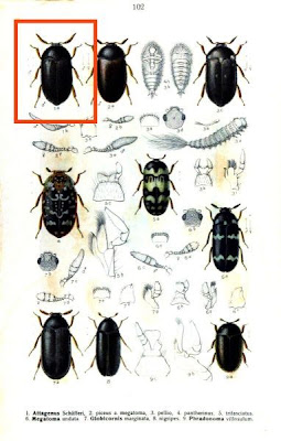 Attagenus schafferi