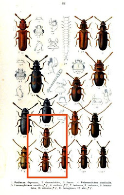 Laemophloeus minutus