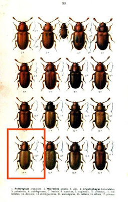 Acute-angled fungus beetle Acute-angled fungus beetle