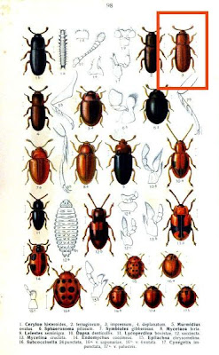 Cerylon impressum